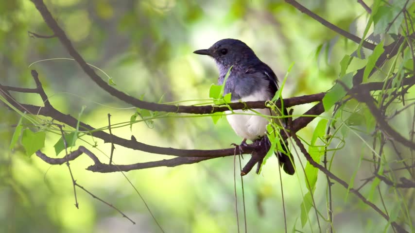 Small black and white bird perched on a green tree branch