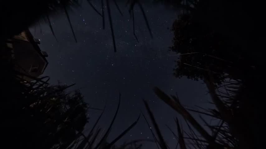 Stars wandering across the night sky, seen from the perspective of the grass.