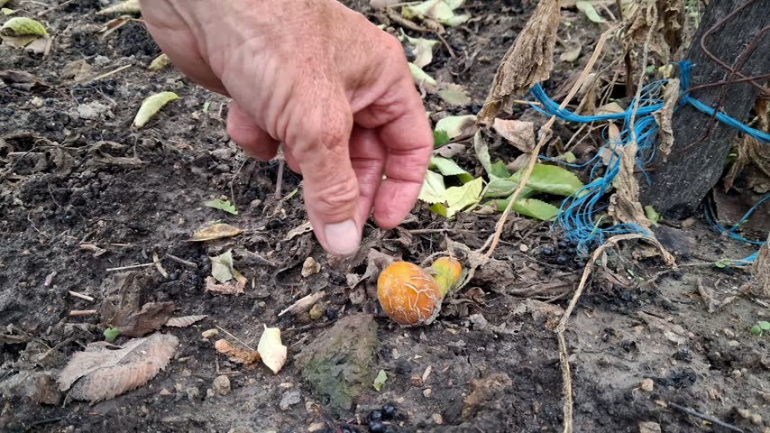 Dry, wilted cucumber in the garden after harvesting.