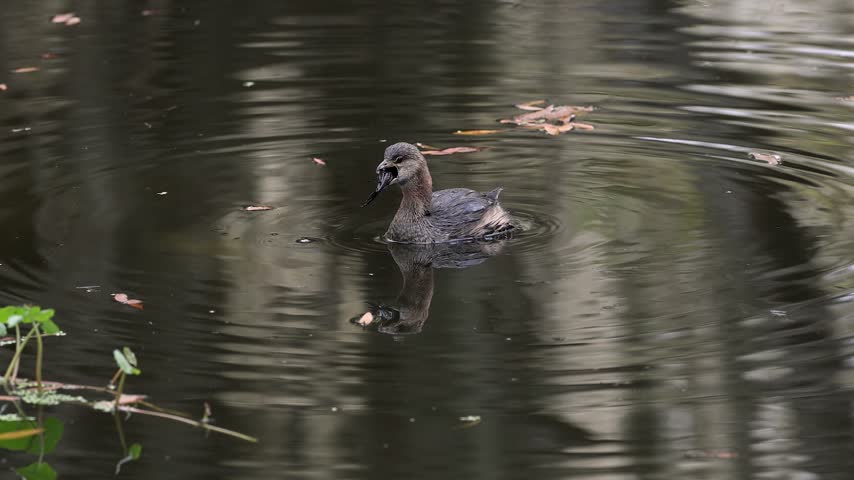 A grebe with a fish