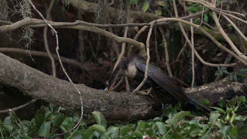 An anhinga with a fish 