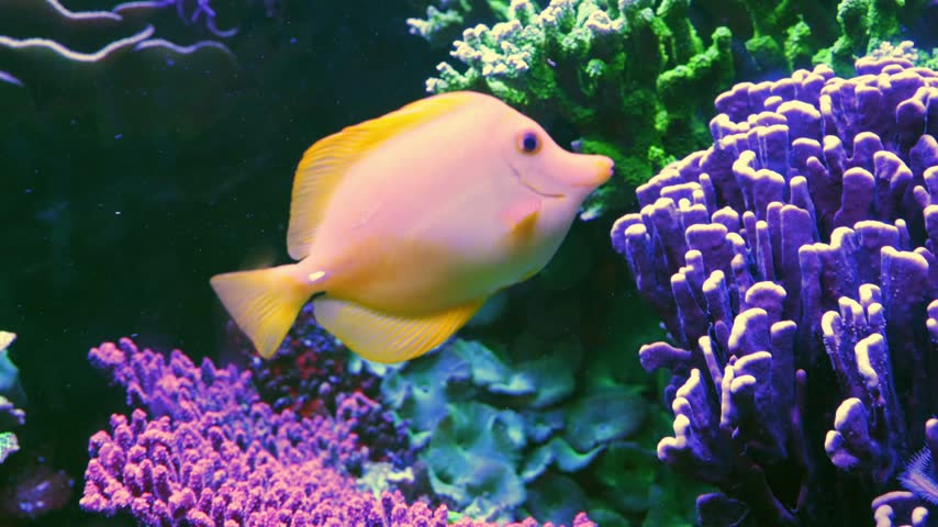 Two popular reef fish, the yellow tang (Zebrasoma flavescens) and the regal blue tang (Paracanthurus hepatus), swimming in a marine aquarium. The bright yellow individual is positioned on the left side of the frame, closer to the foreground, while the blue fish with its characteristic dark pattern is located slightly behind it. The composition is complemented by a variety of living decorative elements, including branching green and purple coral polyps against a dark background.