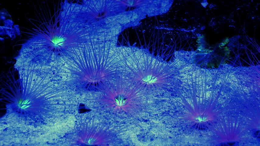 A group of tube-dwelling anemones (ceriantharians), belonging to the order Ceriantharia and the family Cerianthidae, in their natural or aquarium habitat. These marine organisms are anchored in a sandy substrate against a background of dark rock formations under intense blue illumination. Focused lighting reveals pronounced biofluorescence, manifested as bright green fluorescence of the oral discs, contrasting with the pinkish-purple radial tentacles.