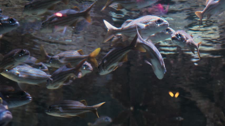 A school of reef fish with characteristic light-colored bodies and yellowish or dark longitudinal stripes, visually resembling French grunts (Haemulon flavolineatum) or closely related species of grunts in the family Haemulidae (order Eupercaria).