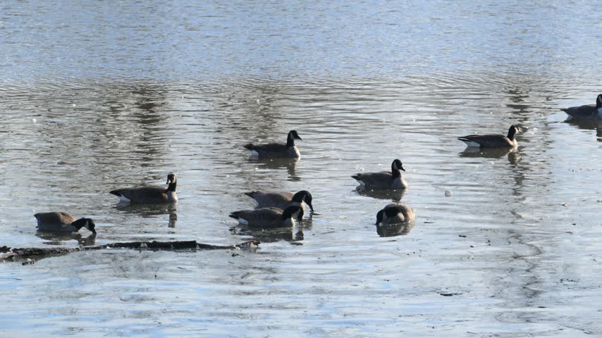 A flock of Canada geese (Branta canadensis) swimming on the surface of an open body of water. The birds are grouped in the central part of the frame, with the opposite shore covered with dry vegetation and moss in the background.