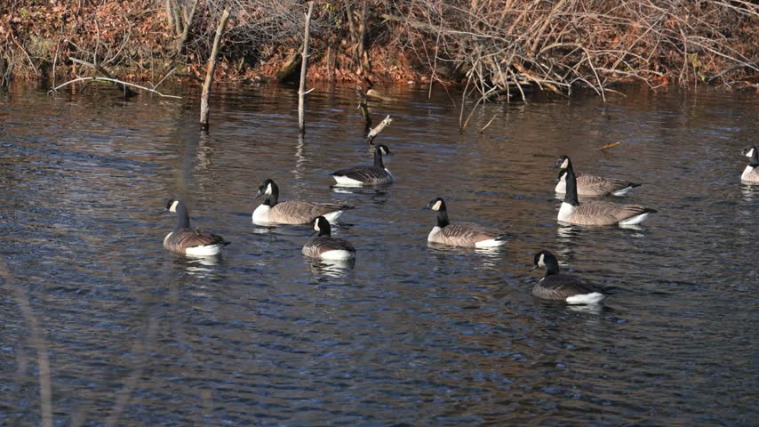 A flock of Canada geese (Branta canadensis) swimming on the surface of an open body of water. The birds are grouped in the central part of the frame, with the opposite shore covered with dry vegetation and moss in the background.