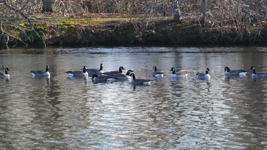 A flock of Canada geese (Branta canadensis) swimming on the surface of an open body of water. The birds are grouped in the central part of the frame, with the opposite shore covered with dry vegetation and moss in the background.