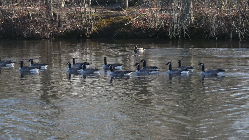 A flock of Canada geese (Branta canadensis) swimming on the surface of an open body of water. The birds are grouped in the central part of the frame, with the opposite shore covered with dry vegetation and moss in the background.