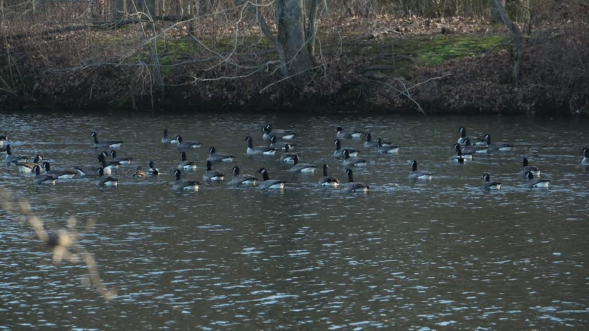 A flock of Canada geese (Branta canadensis) swimming on the surface of an open body of water. The birds are grouped in the central part of the frame, with the opposite shore covered with dry vegetation and moss in the background.