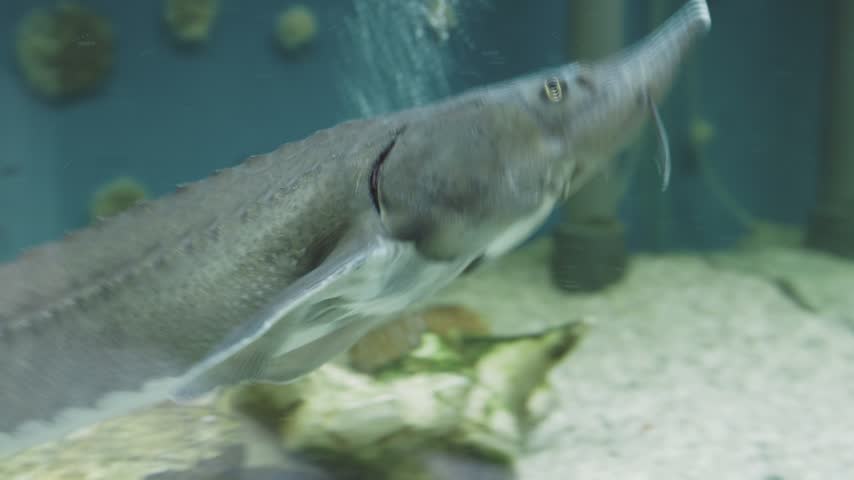 sturgeon swimming gracefully in a large aquarium. Close up footage of the prehistoric fish, known for producing caviar