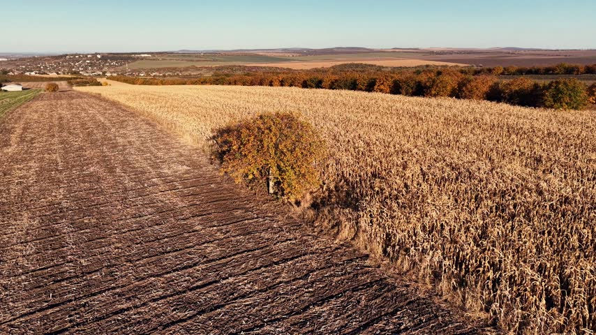  Aerial flight over golden dry corn field in autumn at sunset, rural landscape