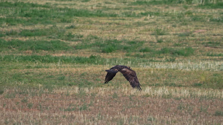 Golden Eagle flying low over a field in Wyoming flapping its wings in slow motion.