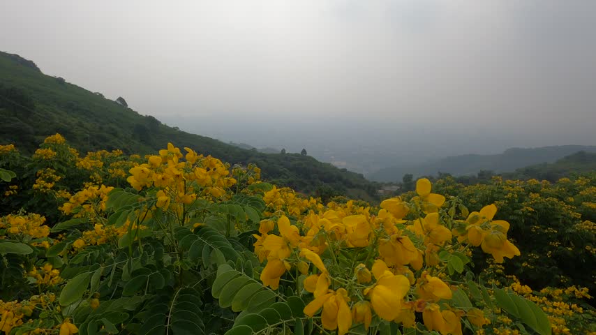 Yellow colour Flowers and blue sky With Green Scenery