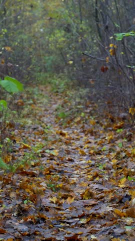 Wind Rustling Green Leaves Beside a Muddy Autumn Trail Covered in Fallen Foliage - Narrow Damp Hiking Path Disappearing into Dense Moody Fall Woods