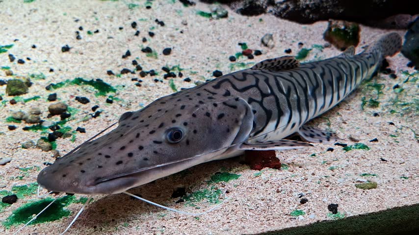 Tiger shovelnose catfish (Pseudoplatystoma) is a long-whiskered freshwater fish native to South American river basins, including the Amazon and Orinoco.