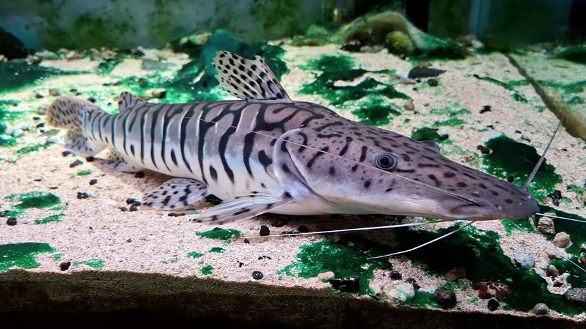 Tiger shovelnose catfish (Pseudoplatystoma) is a long-whiskered freshwater fish native to South American river basins, including the Amazon and Orinoco.