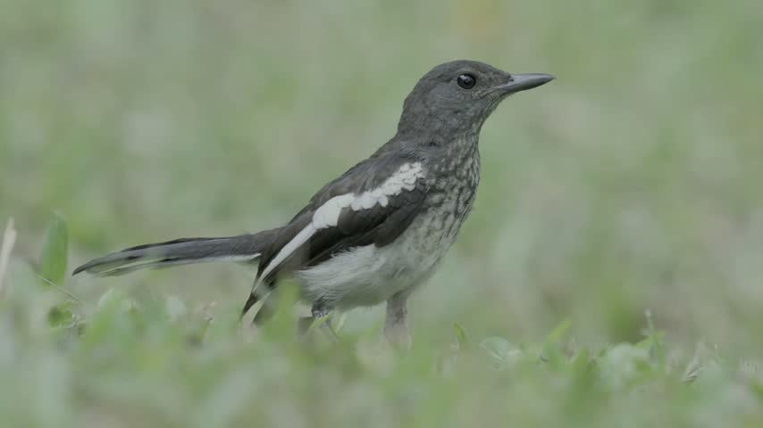 Oriental magpie robin standing on green grass in a natural garden setting during the daytime