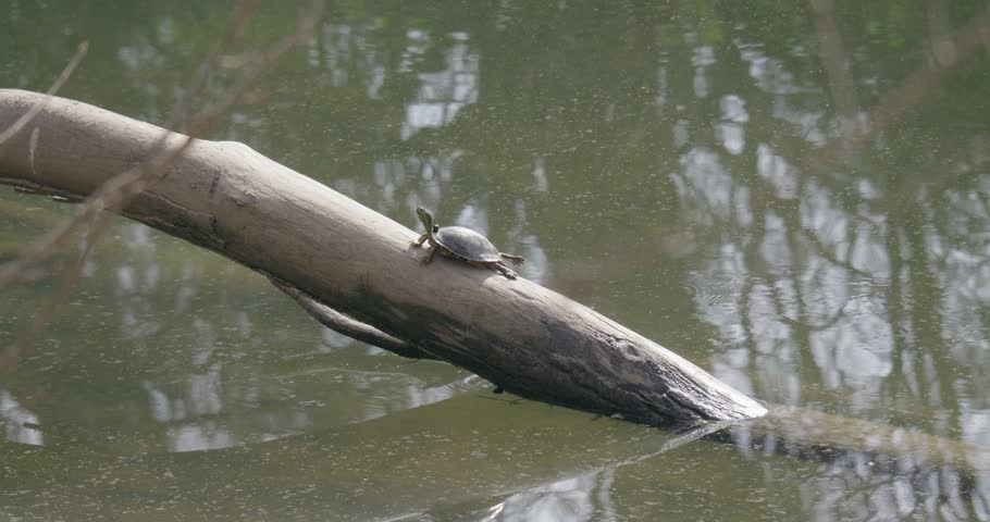 A small turtle rests on a fallen log in murky pond water   