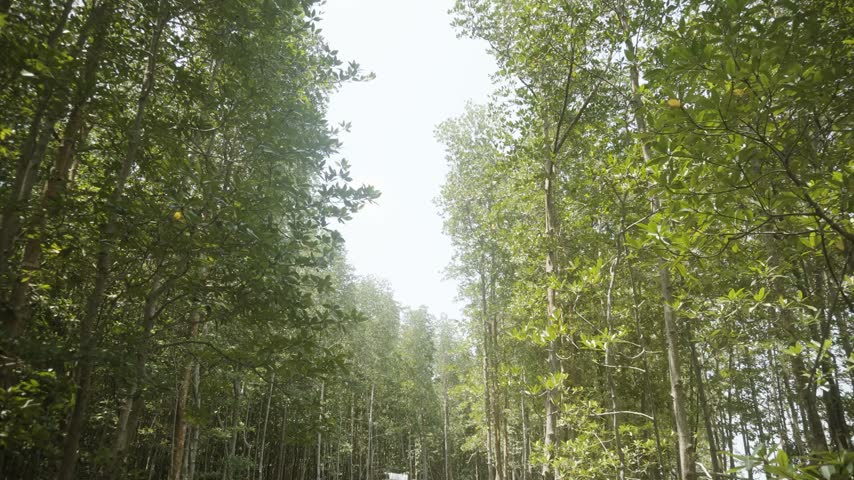 A long wooden walkway extends into a dense mangrove forest, surrounded by tropical trees and filtered sunlight in a peaceful nature park environment.