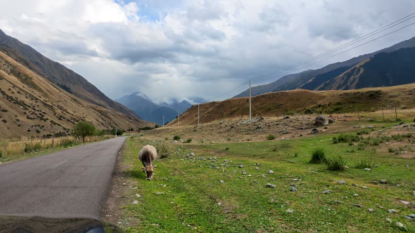 Cow Beside Mountain Road, Xinjiang Province, China, Asia