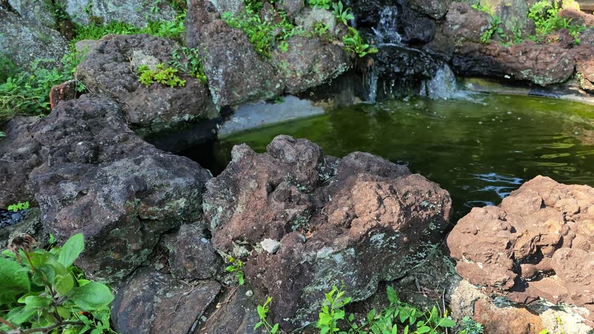 Ornamental garden pond with a small waterfall