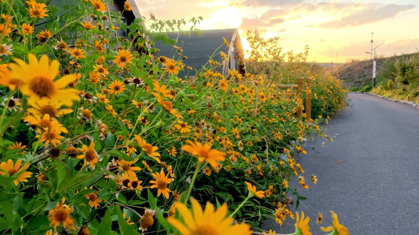 Yellow Flowers Beside a Rural Road at Sunset
