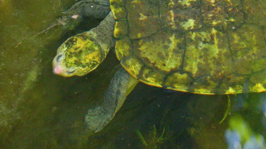 Top-down view of a freshwater turtle swimming in murky, algae-filled pond water in Beerwah, Australia.