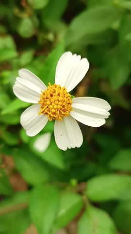   
Close up of white Spanish needle wildflower (Bidens pilosa) with yellow center on green leaves