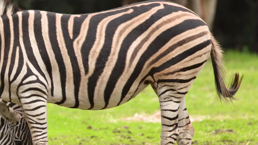 Striped plains zebras graze peacefully on bright green meadow grass under natural daytime light.