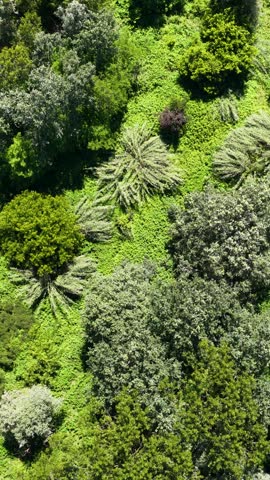 Top down aerial view of vibrant green treetops and dense woodland canopy in bright sunlight.
