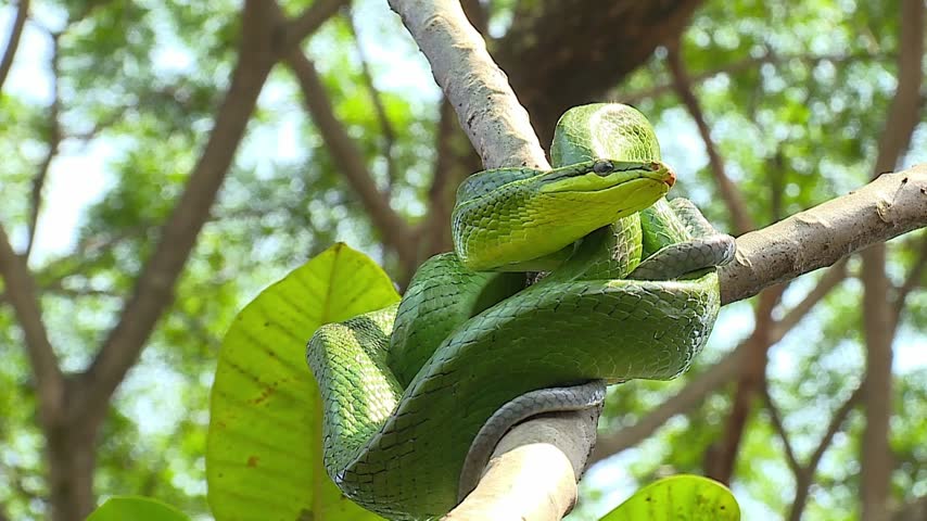 Close-up shot shows a beautiful yellowish-green gonyosoma snake. The reptile is coiled tightly around a tree.