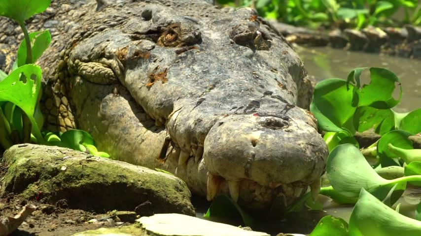 Close-up shot captures the still head of a mature alligator resting in a swamp. The massive reptile displays its long snout and formidable teeth.