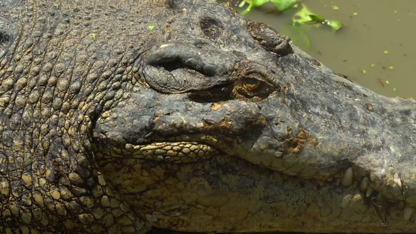 Detail shot captures the still head of a mature alligator resting in a swamp. The massive reptile displays its long snout and visible teeth.