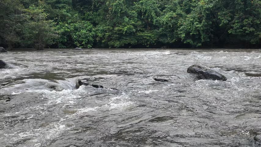 Rapids Over River Rocks: Fast-flowing water cascades over dark, wet river rocks, surrounded by lush green forest and dense foliage.