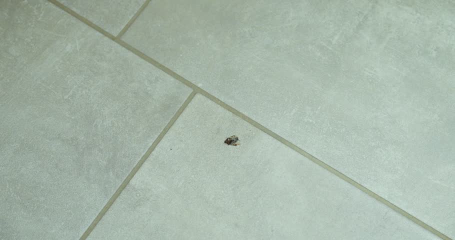 Close-up of a small insect on a tiled floor as a man removes it using paper. Concept for pest control, household hygiene, cleaning and insect removal.