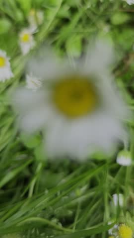 Field of small white daisies (Bellis perennis) blooming on vibrant green grass at Anastasie Fatu Botanical Garden in Iasi in summer sunlight.