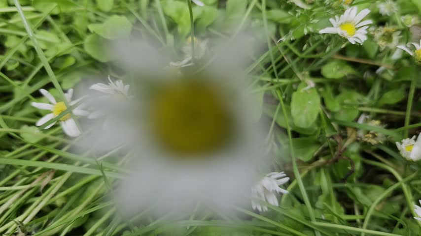 Field of small white daisies (Bellis perennis) blooming on vibrant green grass at Anastasie Fatu Botanical Garden in Iasi in summer sunlight.
