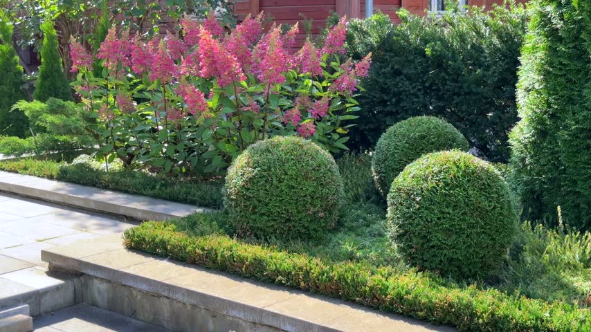 A sunlit garden terrace featuring spherical topiary evergreens and vibrant pink panicle hydrangeas along a paved stone walkway.