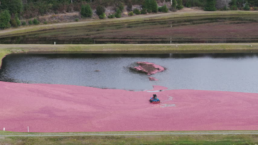 Cranberry harvest in Bandon, Oregon, with a mechanical harvester and worker collecting floating berries in a flooded bog during commercial crop production.