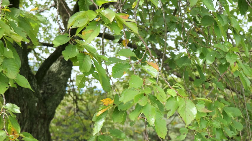 Deciduous tree branches with green and slightly yellowing autumn leaves gently swaying in the breeze under natural daylight in an outdoor park setting.