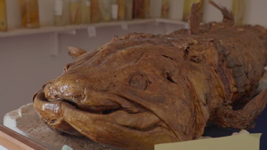 Close up of the head and body of a rare preserved coelacanth fish specimen resting on a table inside a museum exhibition room.