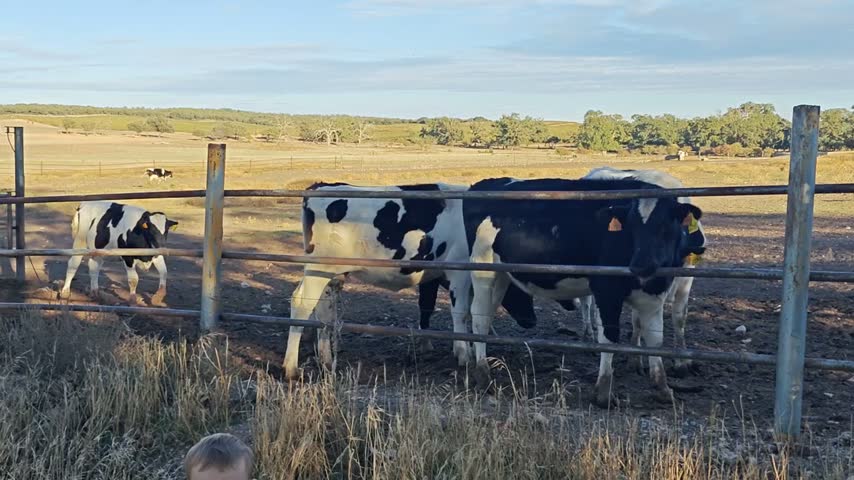 Cows grazing outdoors on the farm