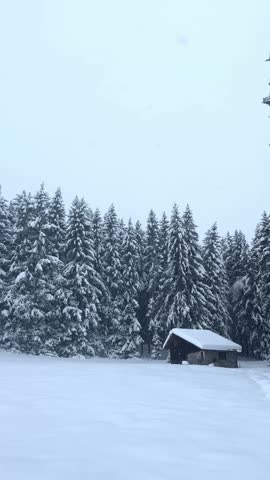 Picturesque winter landscape with a wooden cabin at the edge of a snow-covered pine forest during a heavy snowfall, creating a peaceful and serene Christmas scene in the Bavarian Alps