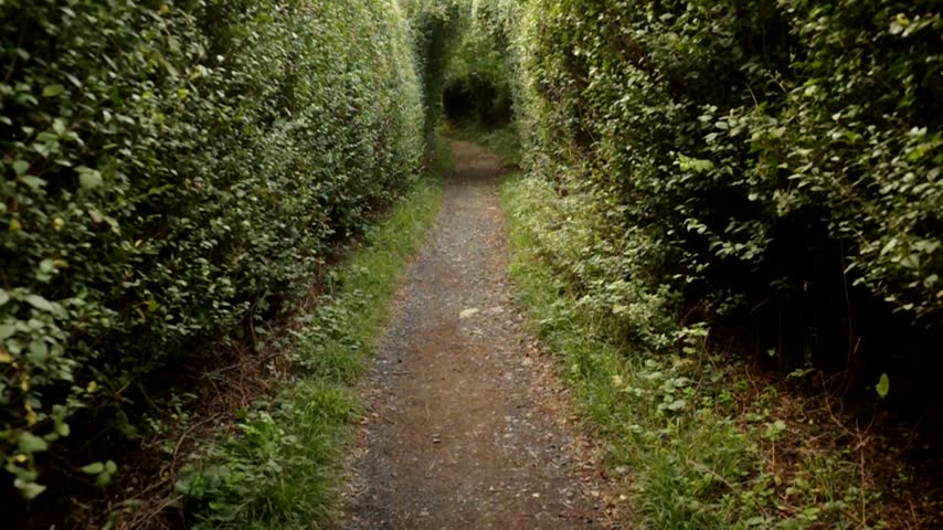 Walking in a path surrounded by trees