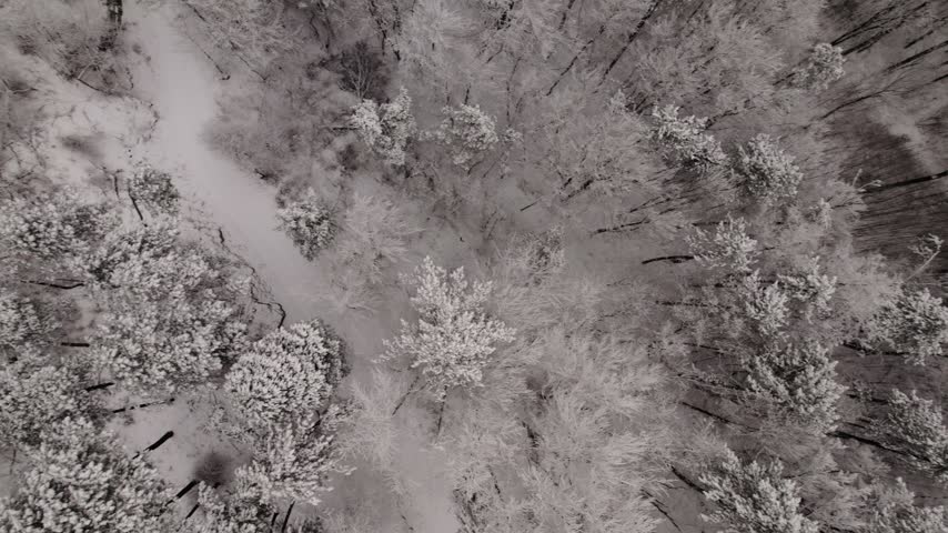 Top-down aerial view of snow-covered forest canopy with frosted pine and deciduous trees surrounding winding snow-packed trail.