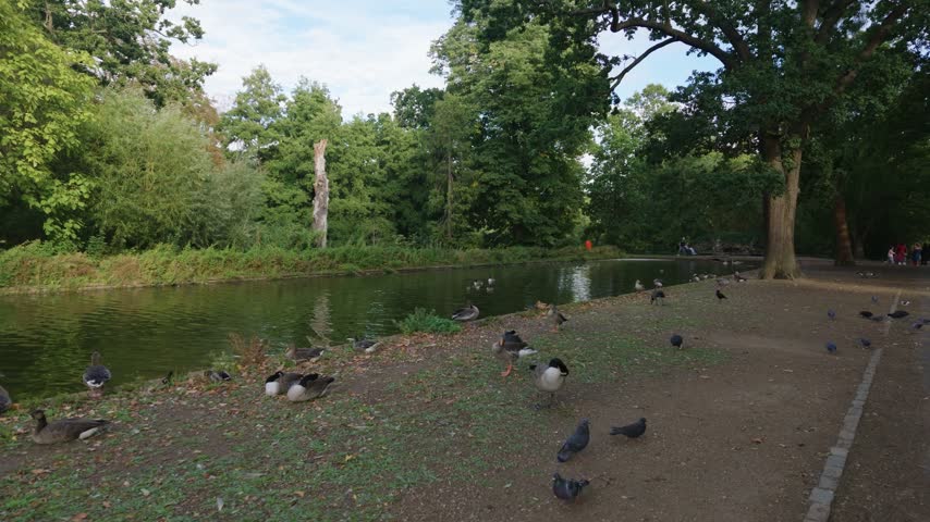Geese, ducks and pigeons gather beside a tree-lined park pond with calm water and dense green vegetation