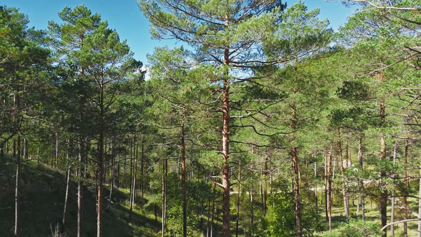 Smooth backward tracking shot through a mountain pine woodland overlooking a steep forested ravine with tall trees and sunlight casting shadows on a clear summer day.