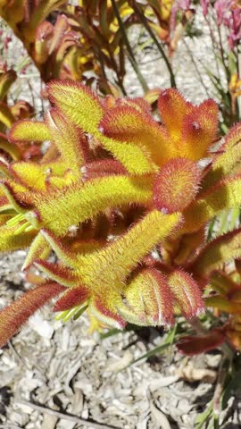 Kangaroo paws thrive in well-drained soils and prefer full sun to partial shade. They are drought-tolerant once established, making them suitable for gardens in arid regions. These plants attract birds, particularly nectar-feeding species, due to their rich nectar.