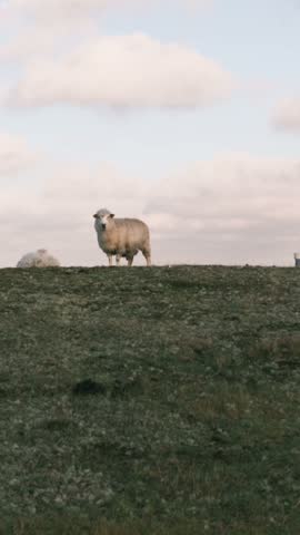 A white sheep stands on a grassy hilltop against a cloudy sky while another sheep rests nearby, with the camera holding steady.