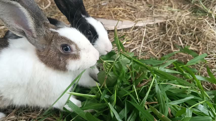 Two cute rabbits eating fresh green grass in a rustic farm enclosure during daytime sunlight